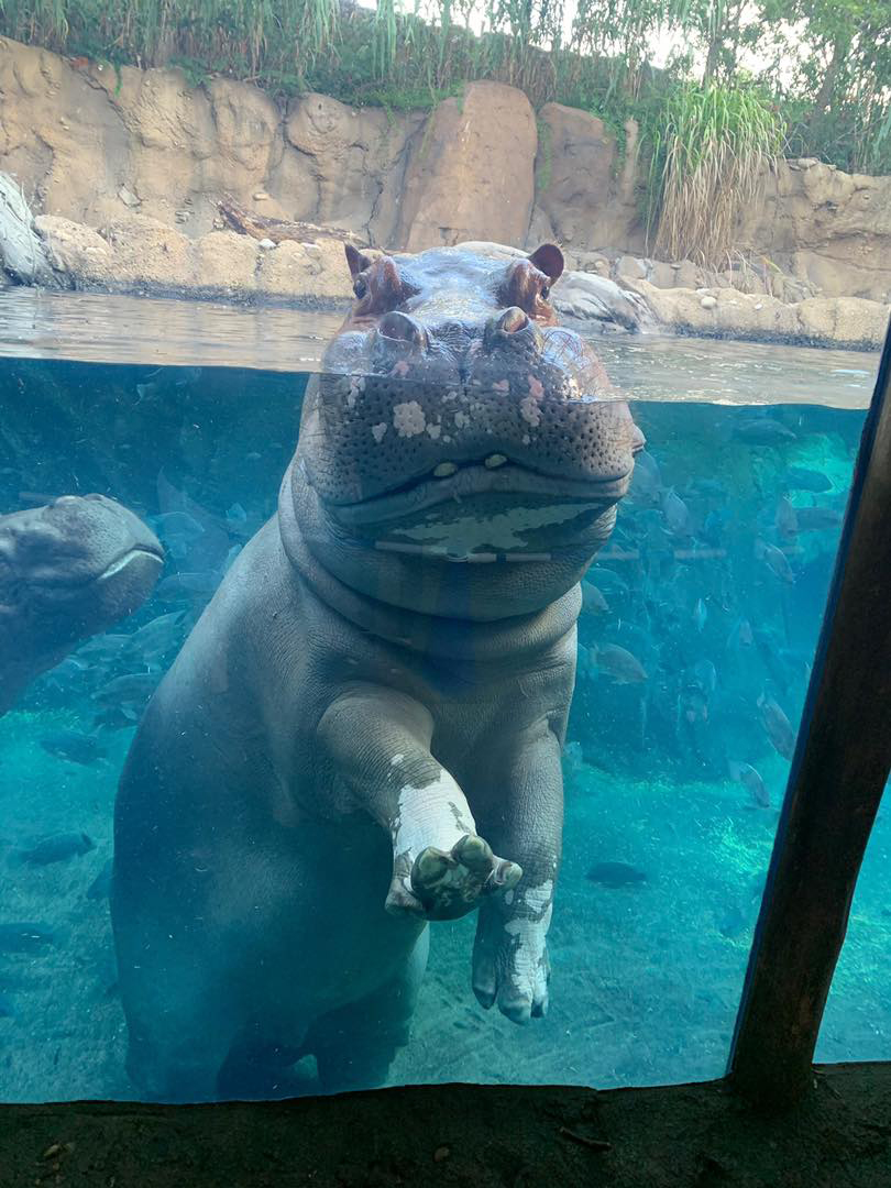 Cincinnati Zoo Introduces Fiona the Hippo to Male Hippo Nearly 4 Years