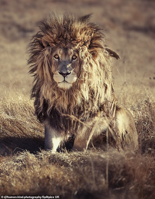Bad hair day! Dishevelled king of the jungle wakes up with a ruffled mane  in South African wildlife park | Nestia