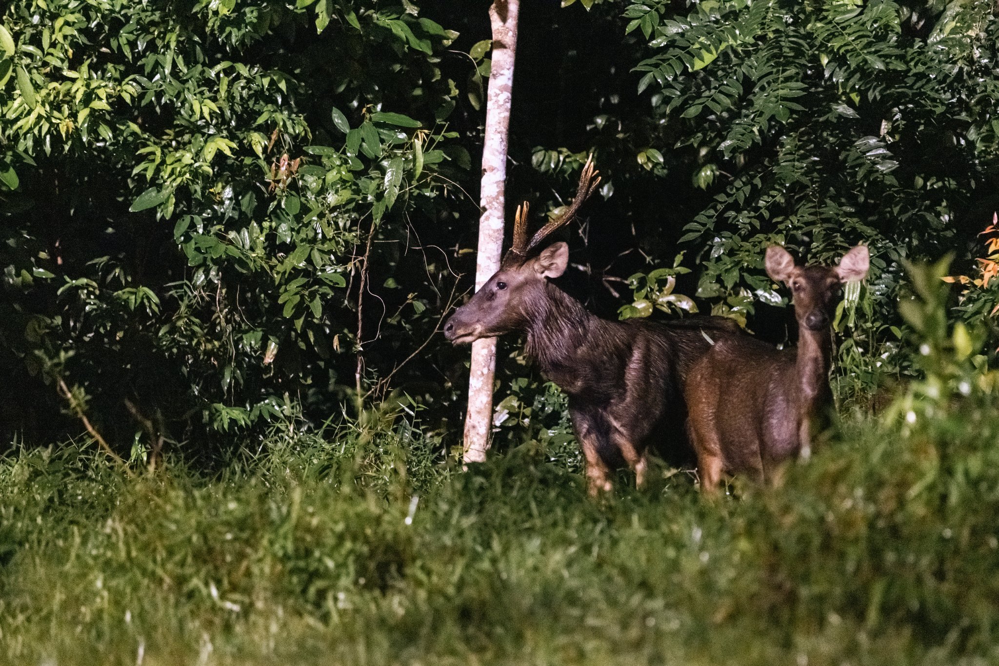 Sambar Deer Photographed At Central Catchment Area, Rare Sighting ...