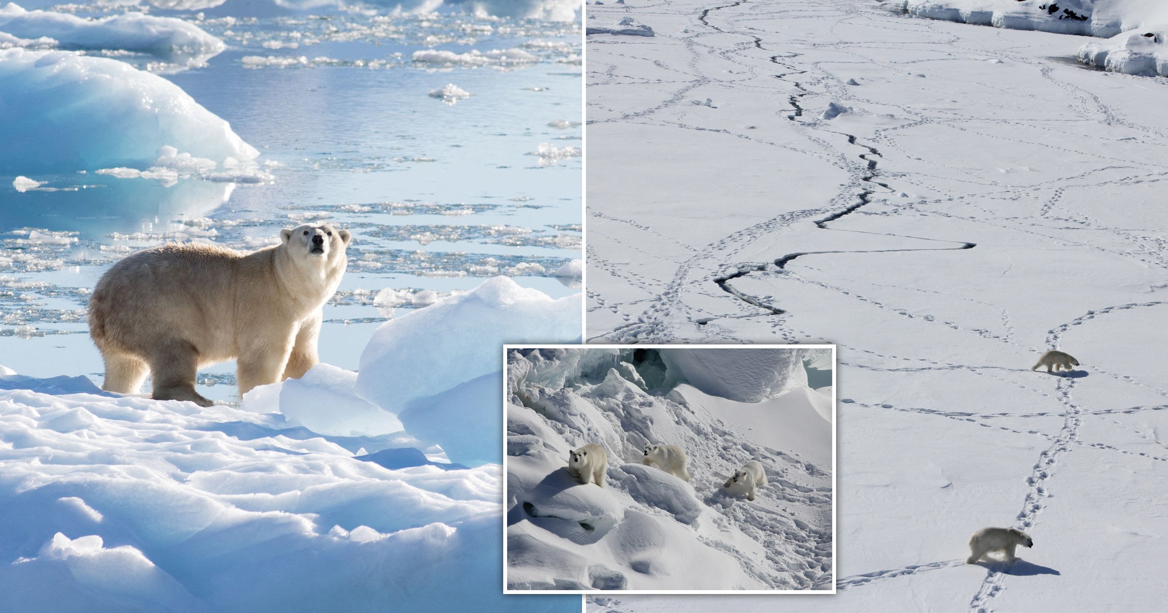 Hidden population of polar bears discovered in Greenland are adapting