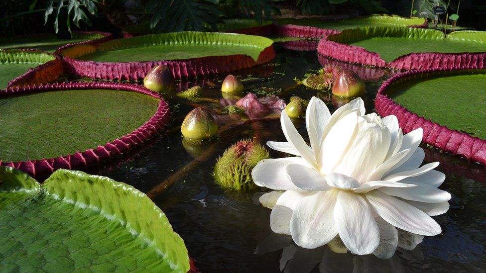 scientists-discover-new-giant-water-lily-species-nestia