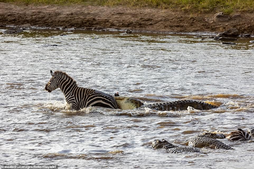 Earning its stripes: Incredible moment zebra sinks its teeth into a ...