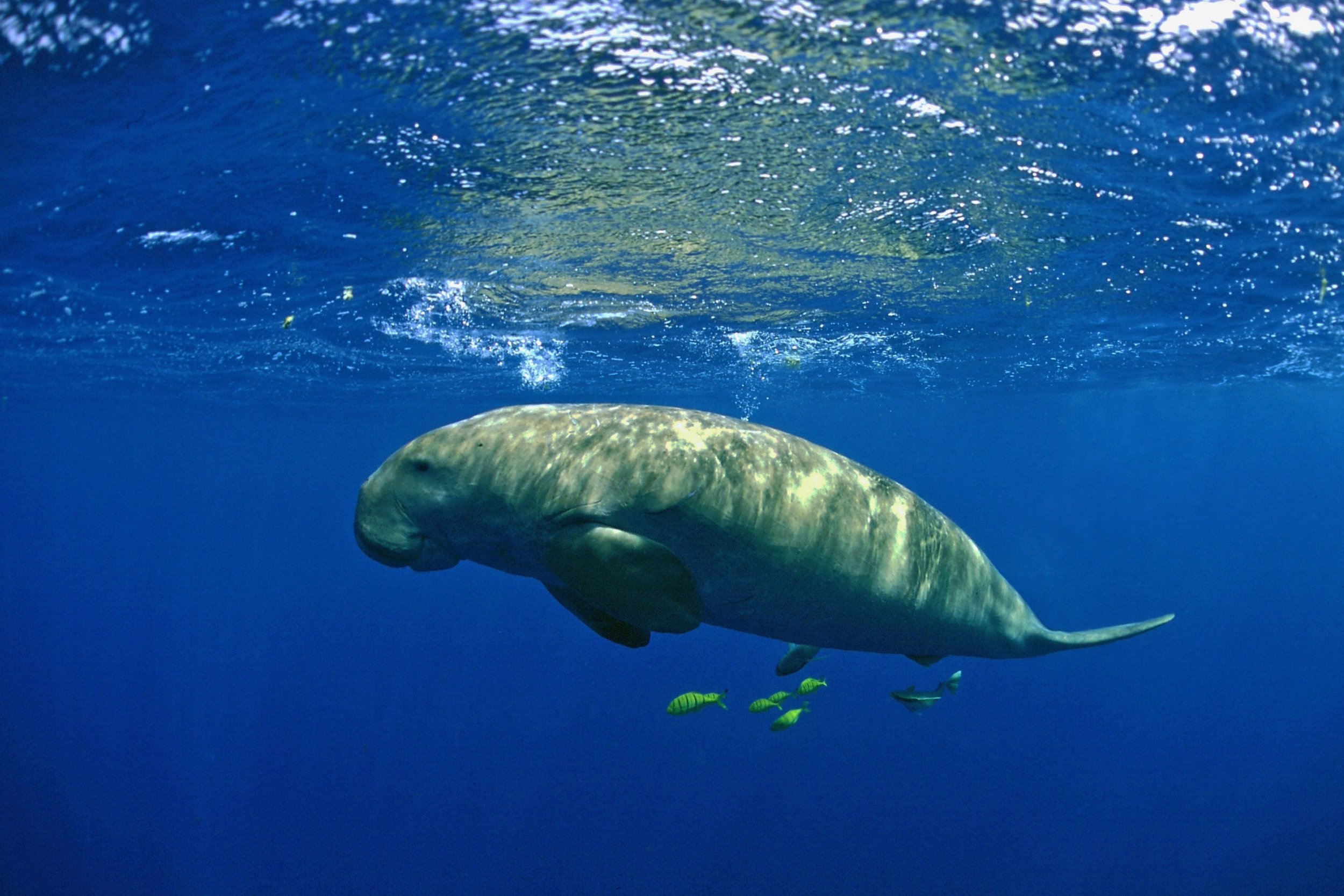 Dugongs Are ‘functionally Extinct’ In China After Decades Of Decline ...