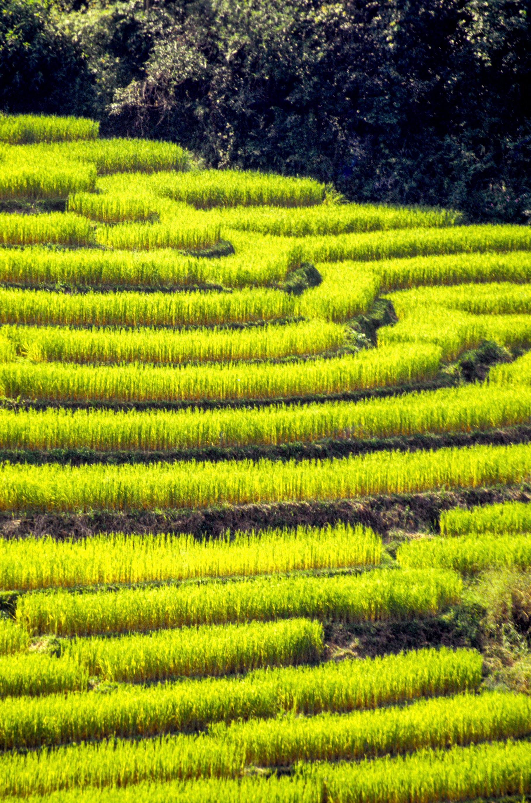 weather-and-rice-goddess-are-central-to-thai-farmers-lives-a-good