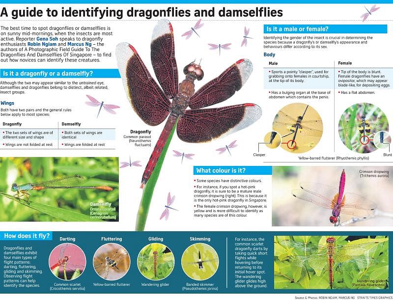 New Field Guide On Spores Dragonflies And Damselflies Records Beauty Of 136 Species Nestia 