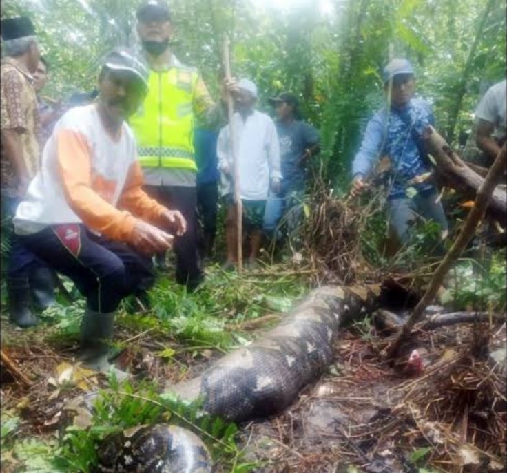 HORRIFYING: Indonesian Woman Eaten Alive by Giant 22ft Python; Locals ...