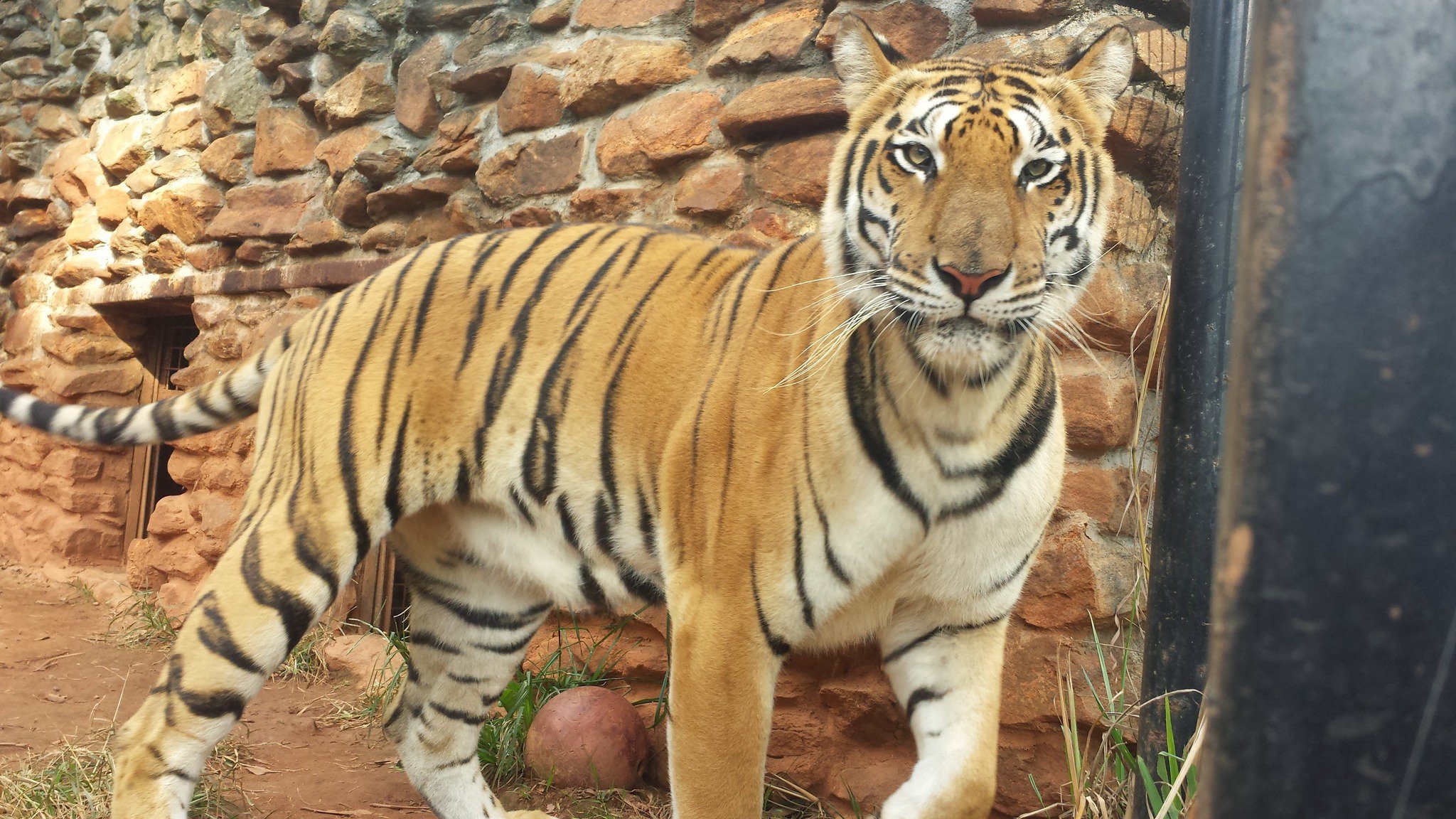 pine mountain animal safari tiger escape