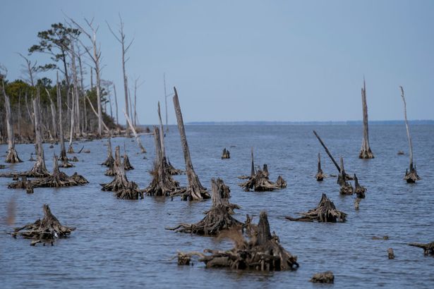 Haunting 'ghost forests' with cemeteries of trees spreading rapidly ...