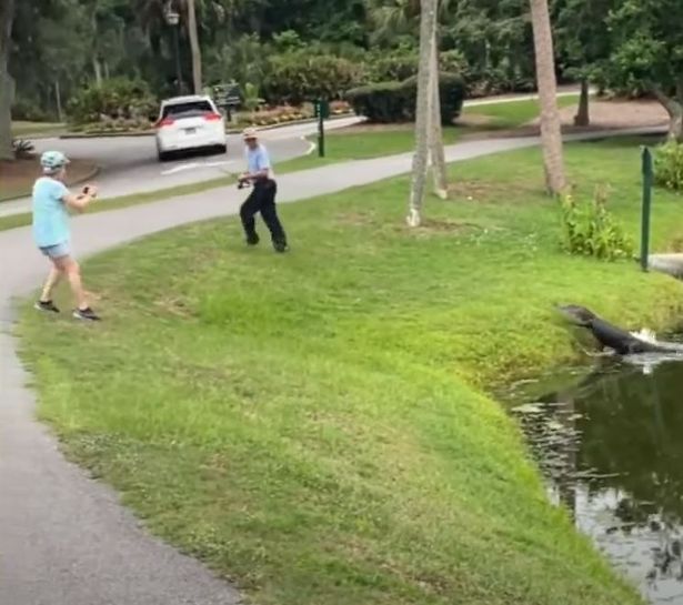 Terrifying moment fisherman runs for safety after alligator lunges at ...