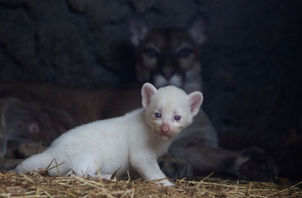 Puma gives birth to rare albino cub in Nicaragua | Nestia