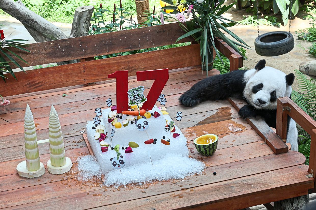 Giant pandas celebrate 17th birthday in Zoo Negara | Nestia