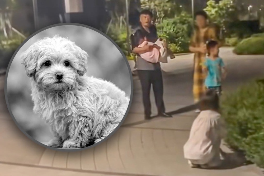 China man kills offleash dog by throwing it to ground after chasing